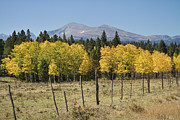 Rocky Mountain High Country Autumn Fall Foliage Scenic View Photograph by James BO Insogna