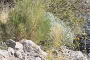 Rocky Shoreline Photograph by Kim Galluzzo