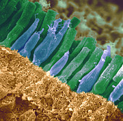 Rods And Cones In Retina Photograph by Omikron
