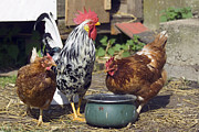 Rooster And Hens Photograph by Science Photo Library