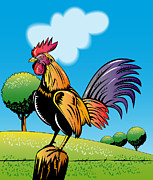 Why do roosters crow?