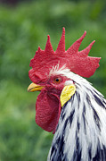Rooster's Head Photograph by Science Photo Library