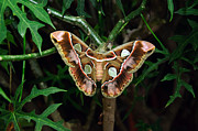 Rothschild Silkmoth  Photograph by Andee Design