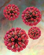Rubella Virus Particles Digital Art by Russell Kightley