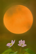 Rue Anemone and the Rising Sun Photograph by Robert Charity Rue Anemone and the Rising Sun Photograph by Robert Charity