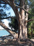Sand Key Tree Painting by Clara Sue Beym