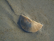 Sandollar in Maine Photograph by Nancy Griswold