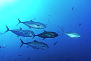 School of Bigeye Jack fishes Photograph by Sami Sarkis Photography