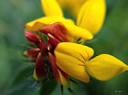 Scotch Broom Photograph by Chriss Pagani