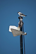 Sea Gull and Boat Mast Photograph by Carolyn Marshall