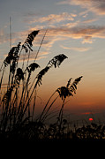 Sea Oats at Sunrise #1 Photograph by Dawna Moore Photography