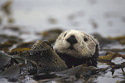 Sea Otter In Kelp Bed Photograph by Gerry Ellis Sea Otter In Kelp Bed Photograph by Gerry Ellis