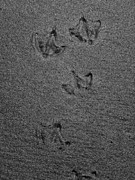 Seagull Footprints Photograph by Kim Galluzzo Seagull Footprints Photograph by Kim Galluzzo