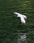 Seagull over Spokane River Photograph by Ben Upham III Seagull over Spokane River Photograph by Ben Upham III