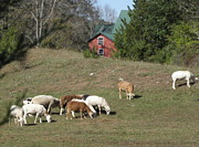 Sheep Grazing Photograph by Kim Galluzzo