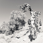 Shoe Tree Near Zion Photograph by Julie Niemela Shoe Tree Near Zion Photograph by Julie Niemela