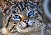 Siamese Feral Cat Photograph by Chriss Pagani Siamese Feral Cat Photograph by Chriss Pagani