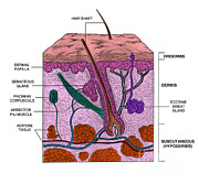 Skin Photograph by Science Source