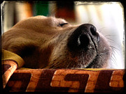 Sleeping beauty Photograph by Alessandro Della Pietra