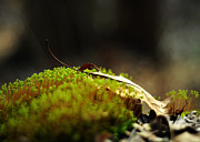 Small World Photograph by Rebecca Sherman
