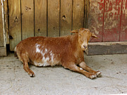 Smiling Goat Photograph by Azthet Photography