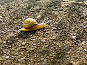 Snail Trail Photograph by Azthet Photography