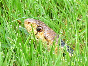 Snake In The Grass Photograph by John Irons