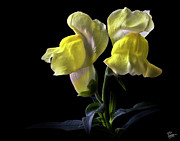 Snapdragons Photograph by Endre Balogh