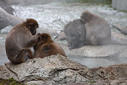 Snow Monkey  Photograph by Scott Hovind