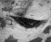 Softness Photograph by Kim Galluzzo Softness Photograph by Kim Galluzzo