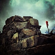 Solitude Photograph by Natasha Marco