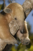 Southern Anteater Tamandua Tetradactyla Photograph by Pete Oxford Southern Anteater Tamandua Tetradactyla Photograph by Pete Oxford