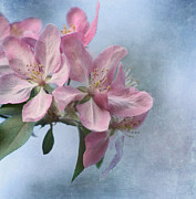 Spring Blossoms for the Cure Photograph by Kim Hojnacki Spring Blossoms for the Cure Photograph by Kim Hojnacki