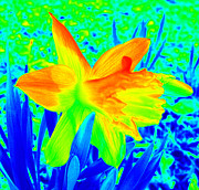 Spring Craving Colors Photograph by Kim Galluzzo