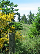 Spring Hillside Photograph by Rory Siegel