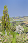 Spring landscape Photograph by Matthias Hauser