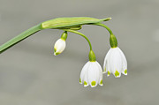 Spring Snowflake Leucojum vernum Photograph by Matthias Hauser