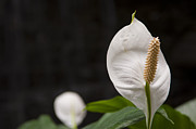 Closeup shot of the Peace Lily Spathiphyllum Photograph by Dejan Jovanovic