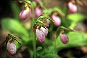 Stand Out Photograph by Doug McPherson
