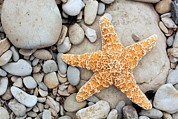 Starfish On A Beach Photograph by Science Photo Library
