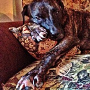 Straight Chillin Dawg Photograph by DCat Images