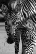 Stripes - Zebra Photograph by DArcy Evans Stripes - Zebra Photograph by DArcy Evans