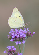 Sulphur on Verbena Photograph by Robert E Alter Reflections of Infinity