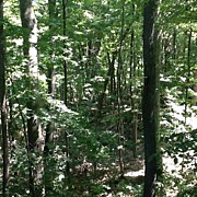Sun Shine In My Forrest Backyard Photograph by Kln Sink