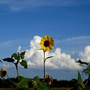 Sunflower Photograph by James Granberry