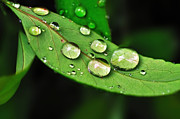 Sunlit Water Droplets Photograph by Kaye Menner
