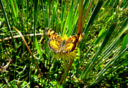 Sunning On A Dandelion  Photograph by Kim Galluzzo