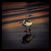 Sunset And Bird Reflection Photograph by James Granberry