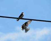 Swallow Flight Photograph by Azthet Photography