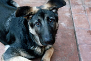 Sweet Spanish Pup - MADRID Photograph by Lorraine Devon Wilke
